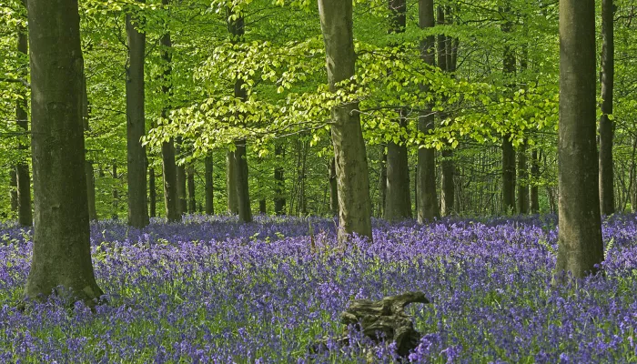Bluebells growing beneath trees in woodland